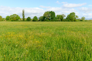 Fototapeta premium Meadow in bloom with yellow buttercups in spring in the French countryside.