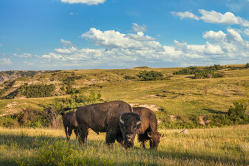 Bison in the Theodore Roosevelt National Park - North Unit  - North Dakota Badlands - buffalo - obrazy, fototapety, plakaty