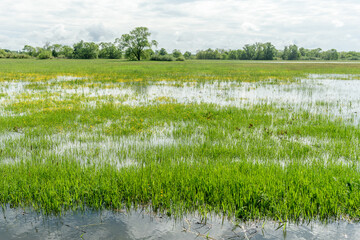 Meadow in bloom flooded in spring in the French countryside.