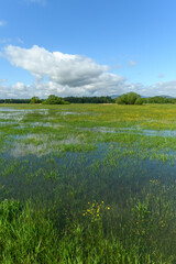 Meadow in bloom flooded in spring in the French countryside.
