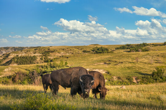 Bison in the Theodore Roosevelt National Park - North Unit  - North Dakota Badlands - buffalo