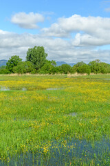 Meadow in bloom flooded in spring in the French countryside.