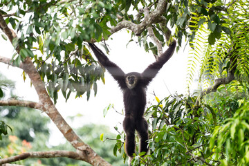 White - handed Gibbon