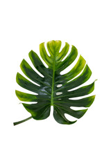 tropical leaf texture green leaves Background, foliage nature