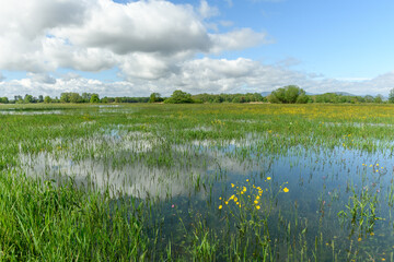 Meadow in bloom flooded in spring in the French countryside.