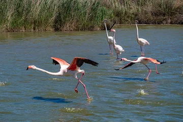 Fotobehang Pink flamingo taking off into flight just above water © Mike Workman