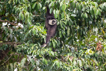 White - handed Gibbon