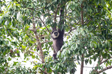 White - handed Gibbon