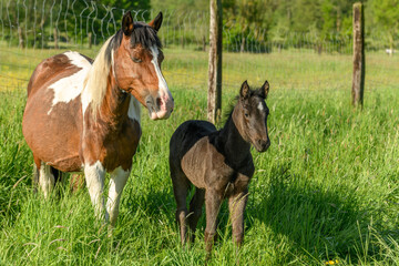 Obraz premium Mare with her foal in a pasture.
