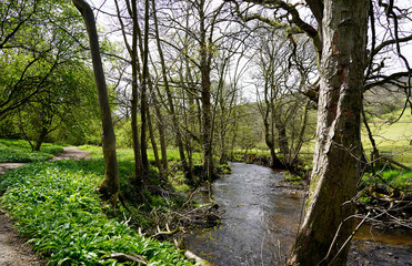 Small river in the forest, Yorkshire, England