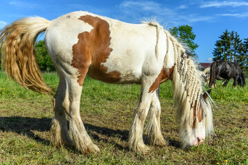 Obraz na płótnie Canvas Irish cob horse in a pasture.