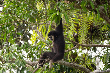 White - handed Gibbon