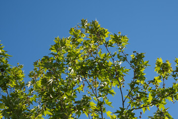 plane tree branches and leaves, blue sky, sycamore