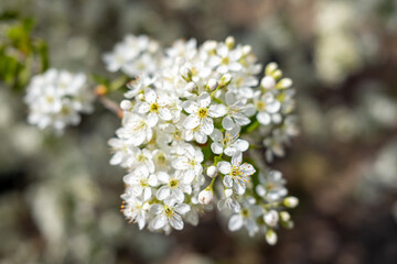 White cherry blossoms in spring, Callery pear blossoms,