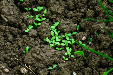 Small sprouts of lettuce leaves. Gardening, agriculture.