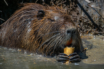 Coypu Aka Nutria or Swamp rat eating some roots inside the water