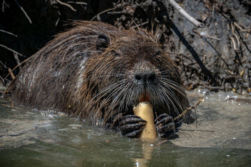Coypu Aka Nutria or Swamp rat eating some roots inside the water