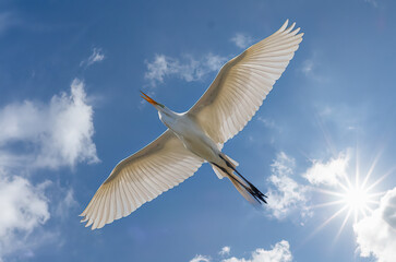 Single white bird soaring in blue sky with white clouds and sunburst in sky above the bird
