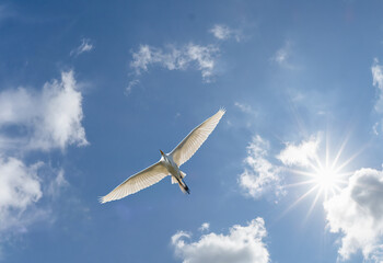 Single white bird soaring in blue sky with white clouds and sunburst in sky above the bird