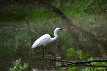 水辺のシラサギ（ダイサギ）埼玉県/5月
