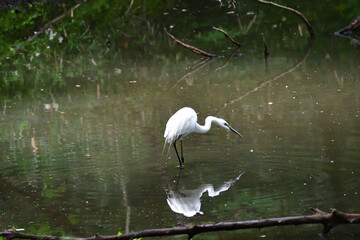 Naklejka premium 水辺のシラサギ（ダイサギ）埼玉県/5月