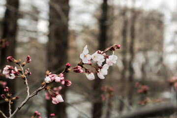 Pink cherry blossom starting to bloom