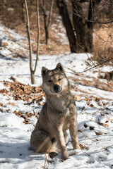 Wolf chilling in snow during winter in South Korea
