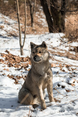 Wolf chilling in snow during winter in South Korea
