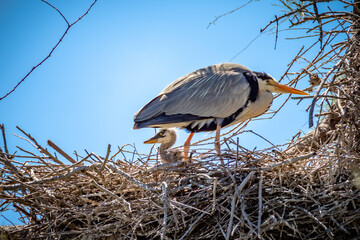 Heron in her nest with baby during springtime