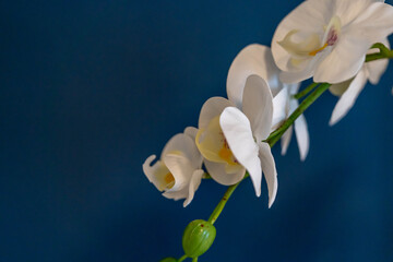 Fototapeta na wymiar White flower macro shot. Close up shot of white flowers with blue background