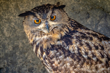 Owl inside cave at rehabilitation center