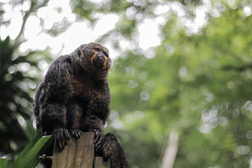 Monkey contemplating about different kinds of banana and which is best
