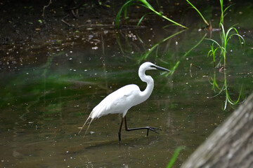 水辺のシラサギ（ダイサギ）埼玉県/5月