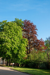 Schloss und Park Pillnitz