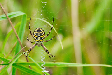 araña avispa en su telaraña del jardin