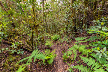 Canary Islands. Evergreen forest in Garajonay National Park, tourist footpath, La Gomera Island, Spain.