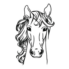 Horse head, vector illustration. Animal illustration.