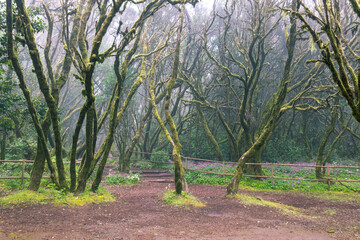 Canary Islands. Evergreen forest in Garajonay National Park, tourist footpath, La Gomera Island, Spain.