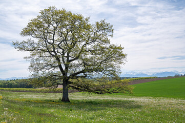 vieux chêne solitaire dans un champs au printemps