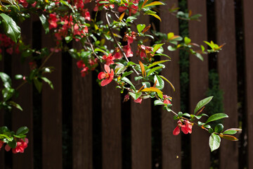 Une branche d´arbuste avec des fleurs rouges et roses, des feuilles bien vertes le tout au soleil. On voit une palissade en bois marron en arrière plan.