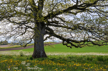 vieux chêne solitaire dans un champs au printemps