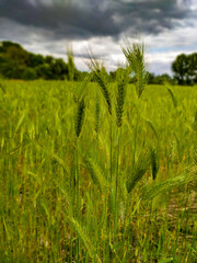 Menacing stormy sky over a field of green wheat