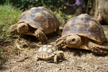 African Sulcata Tortoise Natural Habitat,Close up African spurred tortoise resting in the garden, Slow life ,Africa spurred tortoise sunbathe on ground with his protective shell ,Beautiful Tortoise