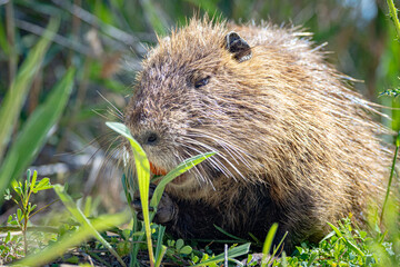 The swamp rat AKA Koypu or Nutria