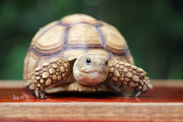African Sulcata Tortoise Natural Habitat,Close up African spurred tortoise resting in the garden, Slow life ,Africa spurred tortoise sunbathe on ground with his protective shell ,Beautiful Tortoise
