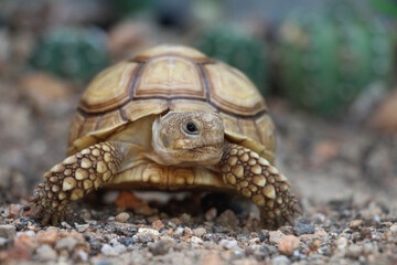African Sulcata Tortoise Natural Habitat,Close up African spurred tortoise resting in the garden, Slow life ,Africa spurred tortoise sunbathe on ground with his protective shell ,Beautiful Tortoise