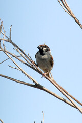 tree sparrow resting on a branch