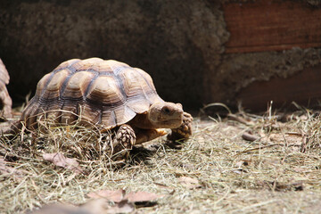 African Sulcata Tortoise Natural Habitat,Close up African spurred tortoise resting in the garden, Slow life ,Africa spurred tortoise sunbathe on ground with his protective shell ,Beautiful Tortoise