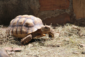 Obraz premium African Sulcata Tortoise Natural Habitat,Close up African spurred tortoise resting in the garden, Slow life ,Africa spurred tortoise sunbathe on ground with his protective shell ,Beautiful Tortoise