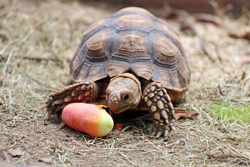 African Sulcata Tortoise Natural Habitat,Close up African spurred tortoise resting in the garden, Slow life ,Africa spurred tortoise sunbathe on ground with his protective shell ,Beautiful Tortoise